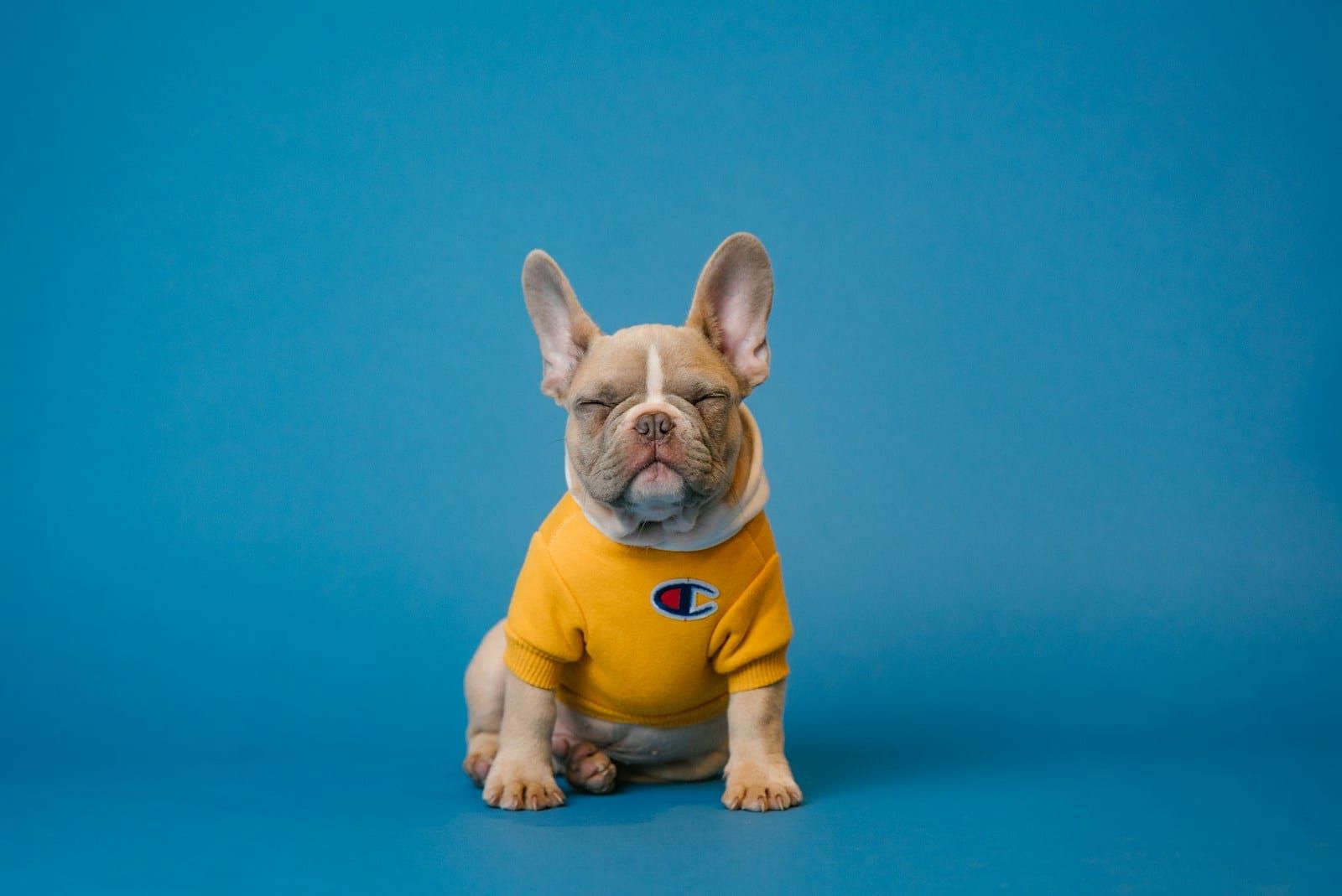 BARF o pienso: cuál elegir para tu perro — artículo sobre nutrición canina natural