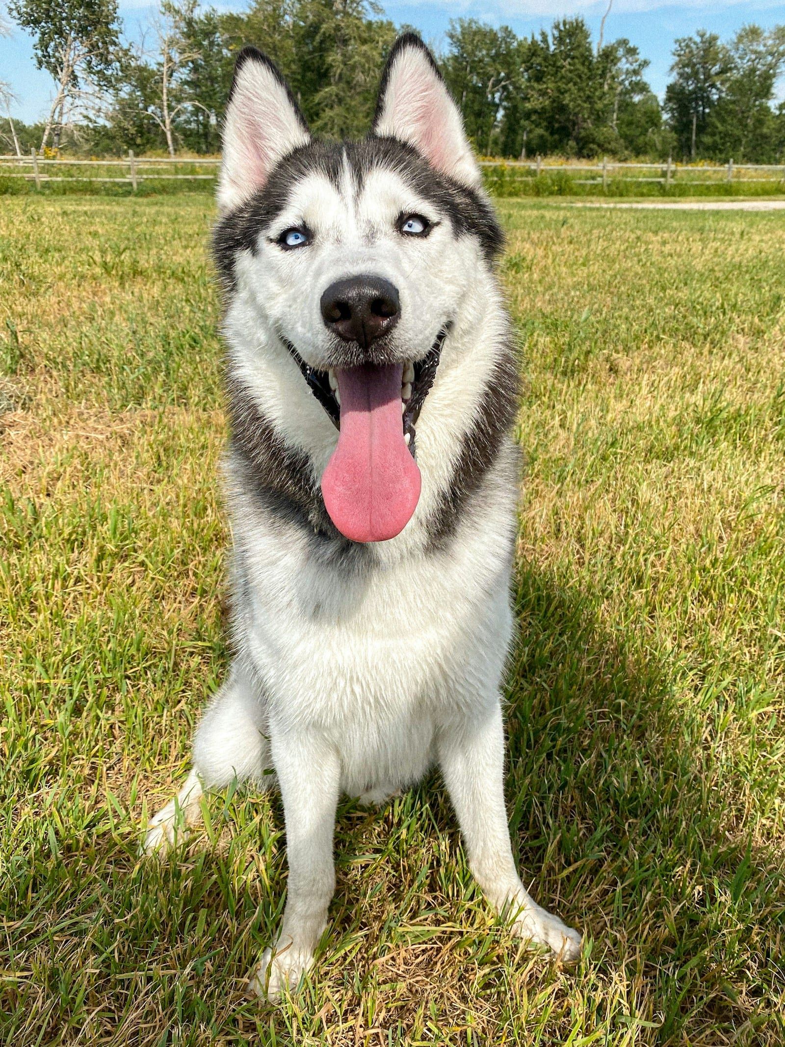 Comida natural para perros con estómago sensible — artículo sobre nutrición canina natural