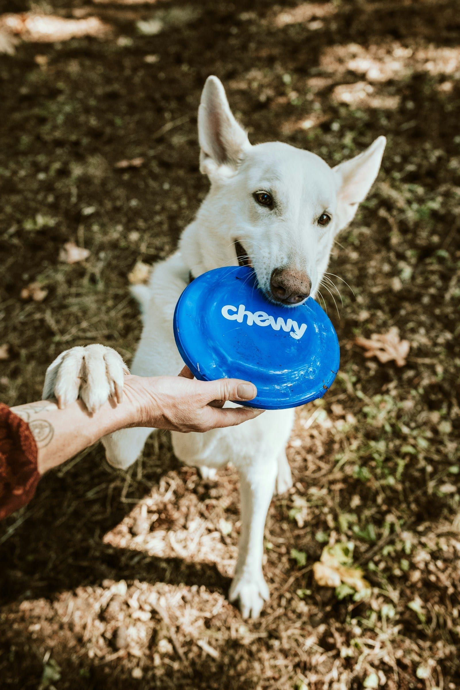 Cómo cambiar a tu perro de pienso a BARF en 10 días — artículo sobre nutrición canina natural