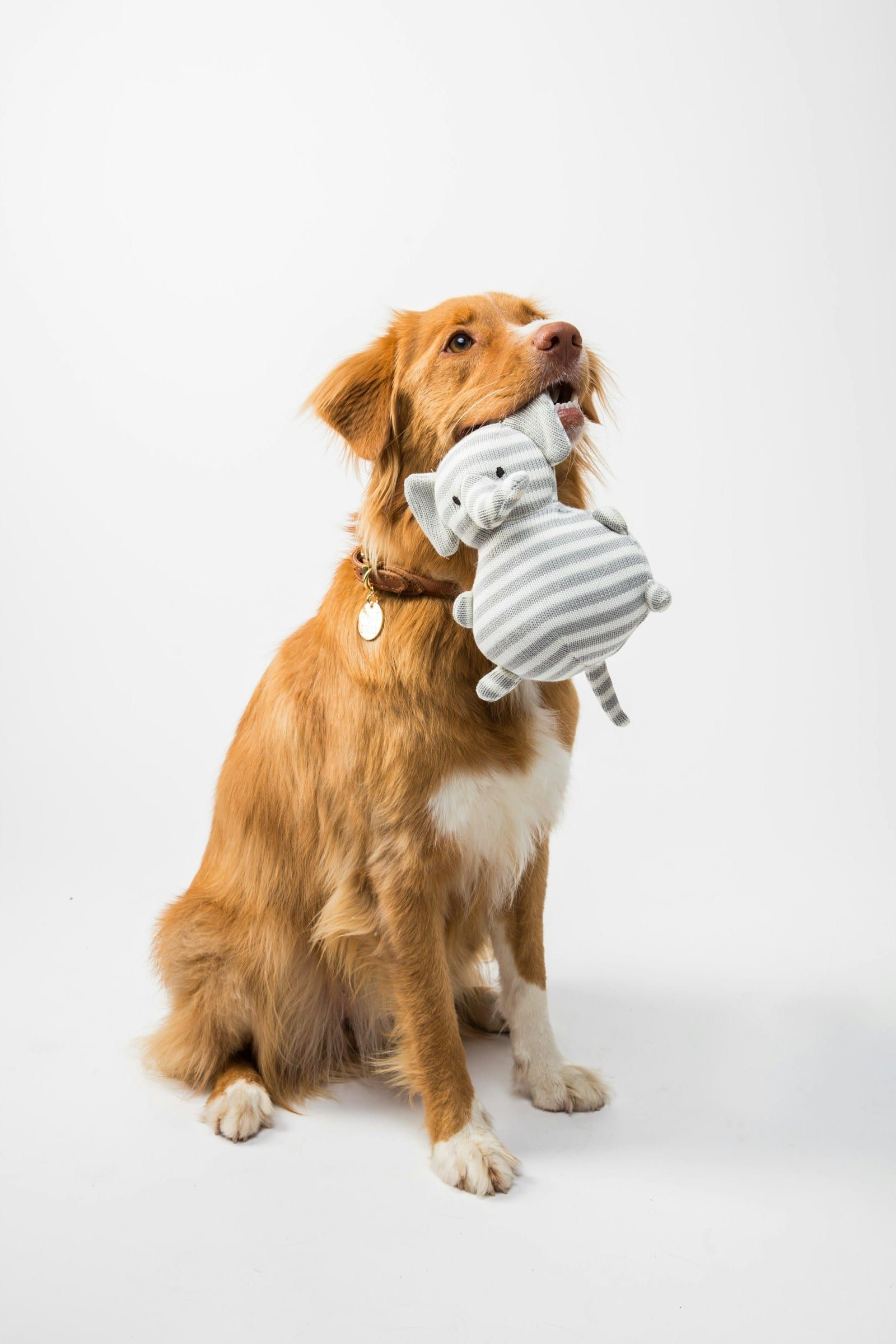 Cuántas veces al día debe comer un perro: cachorro, adulto y senior — artículo sobre nutrición canina natural