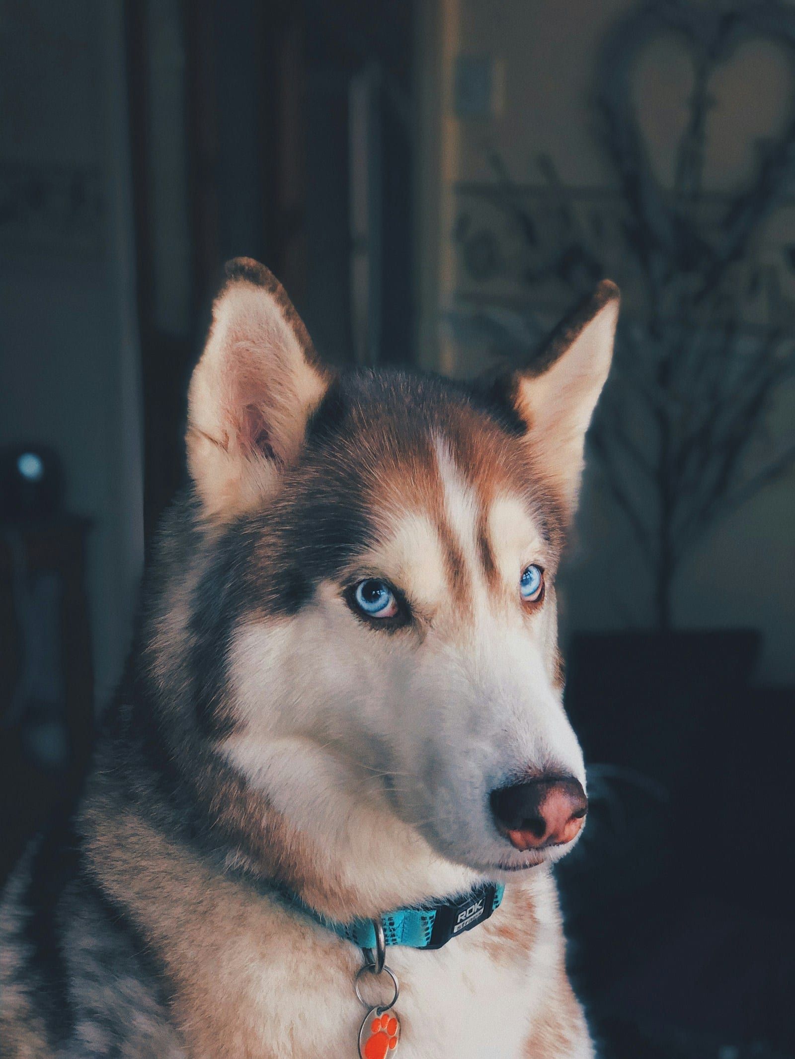 Cuánto pienso debe comer un perro al día (con calculadora) — artículo sobre nutrición canina natural