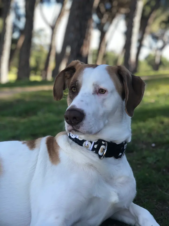 Perro con accesorio hecho a mano de ChalaDog’s