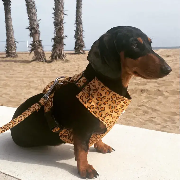 Perro salchicha con arnés hecho a mano de ChalaDog’s