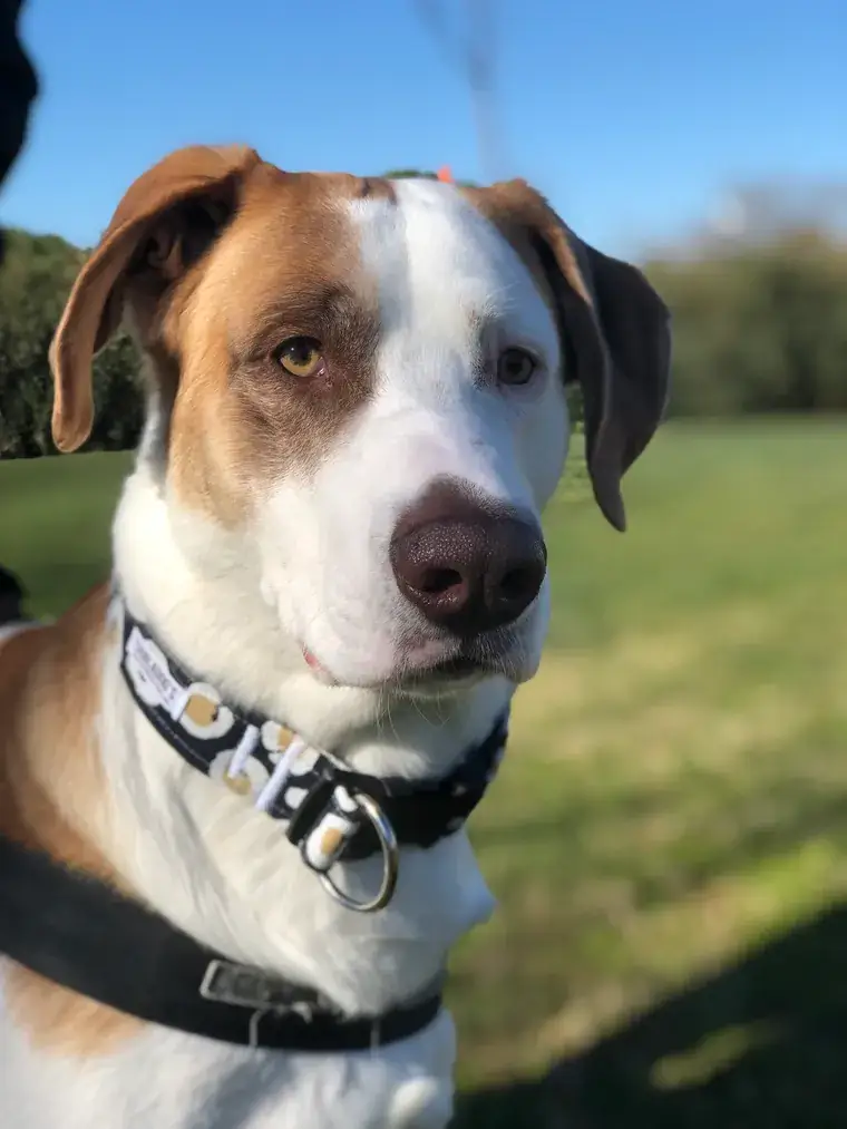Perro con bandana de ChalaDog’s al aire libre