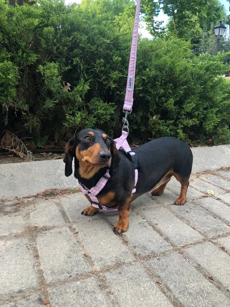 Perro con accesorio hecho a mano de ChalaDog’s