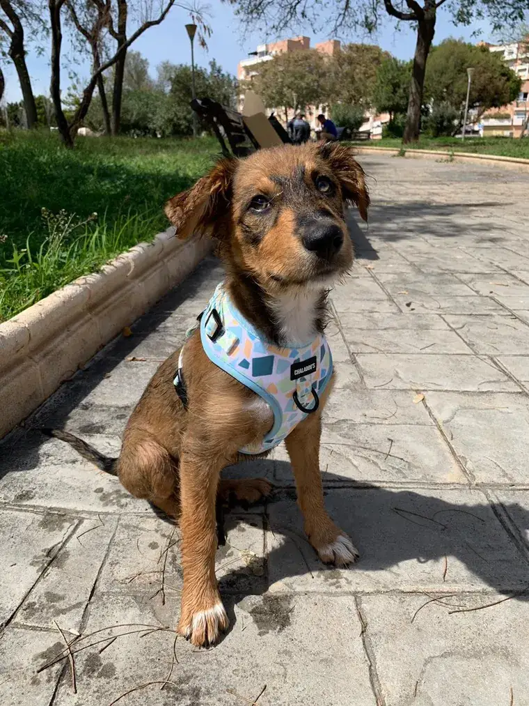 Perro con bandana estampada de ChalaDog’s