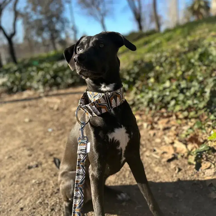 Perro con arnés hecho a mano de ChalaDog’s