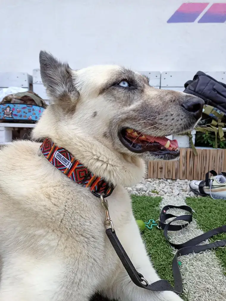 Perro con bandana de ChalaDog’s
