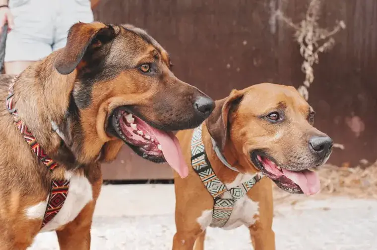 Dos perros con correas de ChalaDog’s