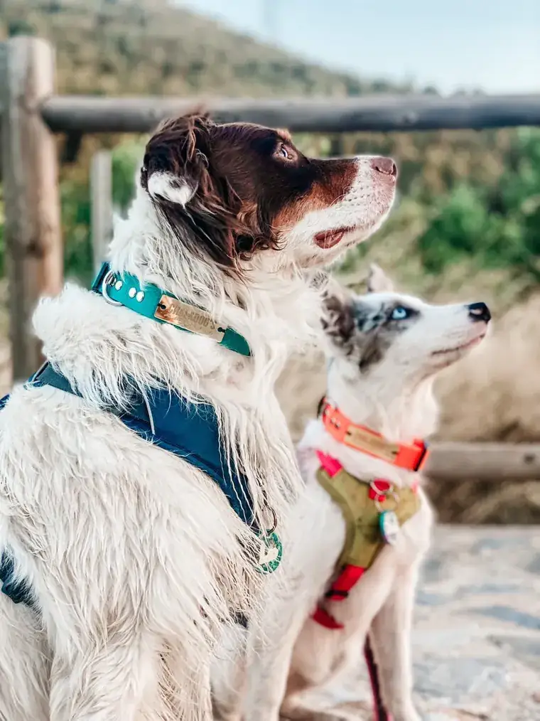 Perro con collar de ChalaDog’s