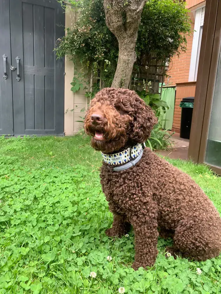 Perro con collar de ChalaDog’s sobre la hierba
