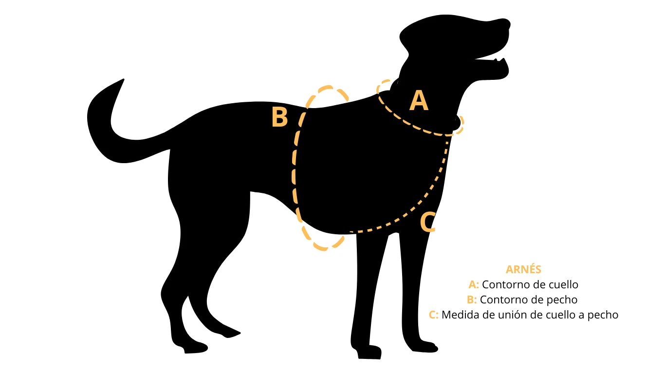 Cómo medir a tu perro para un arnés: contorno de cuello, contorno de pecho y medida de unión de cuello a pecho