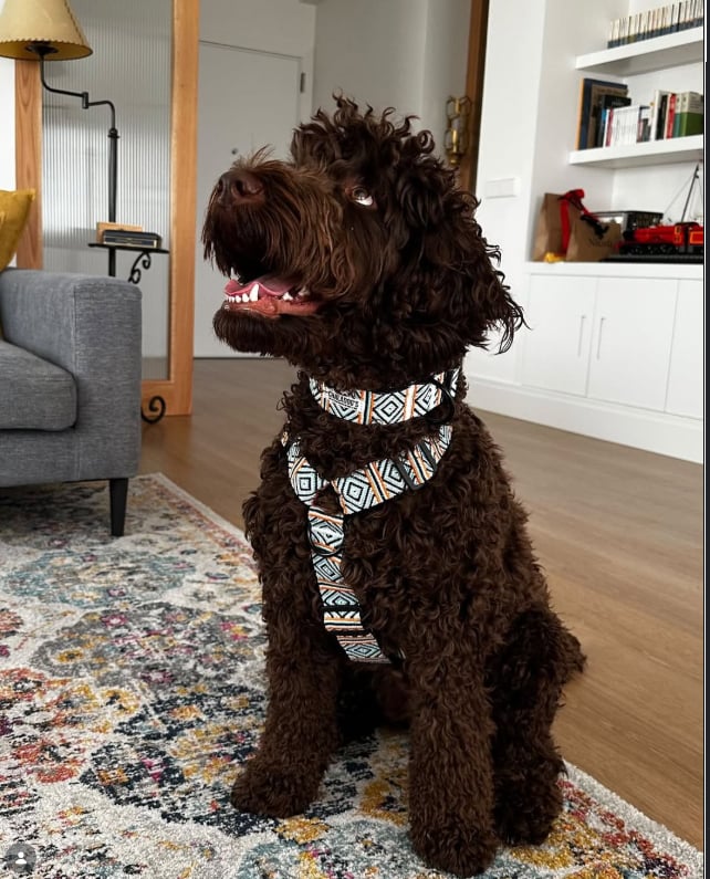 Caniche marrón con arnés étnico geométrico de ChalaDog’s en interior