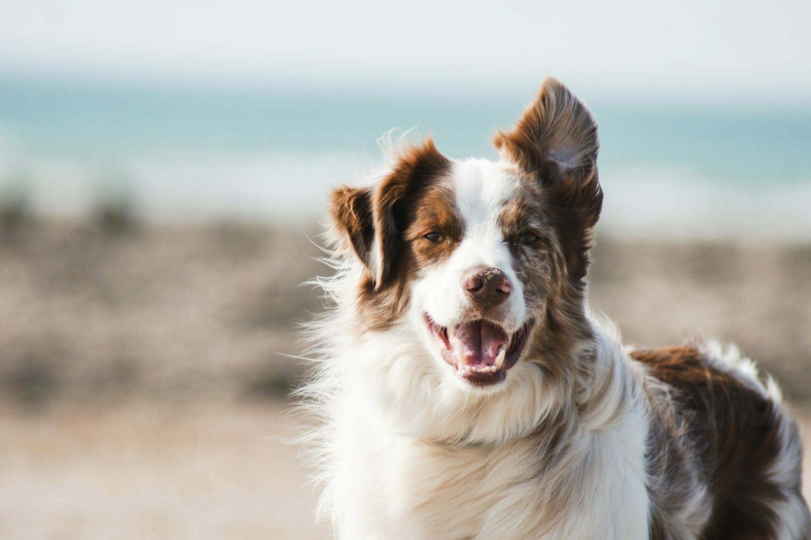 Border collie disfrutando al aire libre — perro feliz alimentado con comida natural ChalaDog’s
